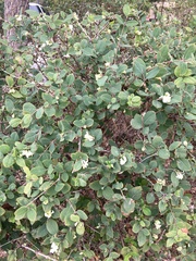 Lonicera fragrantissima