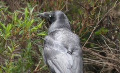 Corvus tasmanicus