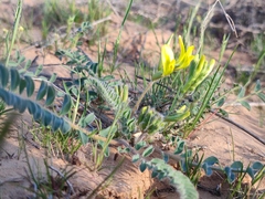 Astragalus longipetalus