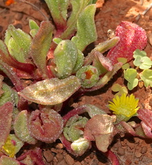 Cleretum papulosum