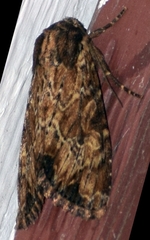 Apamea lignicolora