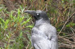 Corvus tasmanicus