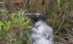 Corvus tasmanicus