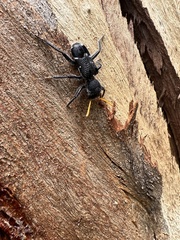 Trogodendron fasciculatum