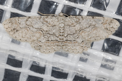 Iridopsis defectaria