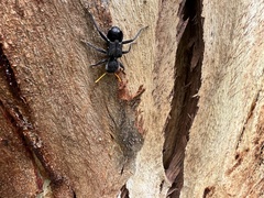 Trogodendron fasciculatum