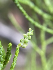 Lagarostrobos franklinii