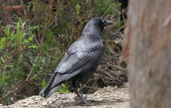 Corvus tasmanicus