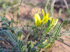 Astragalus longipetalus