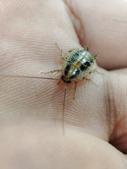 Blattella vaga