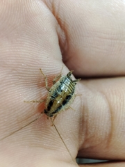Blattella vaga