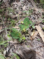 Desmodium rhytidophyllum