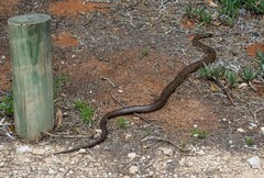 Pseudonaja affinis affinis