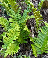 Polypodium calirhiza