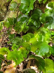 Hymenophyllum nephrophyllum