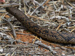 Pseudonaja affinis affinis
