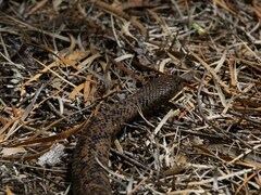 Pseudonaja affinis affinis