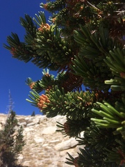 Pinus balfouriana