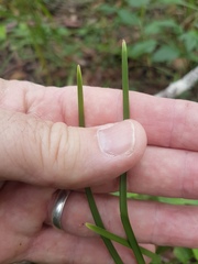 Lomandra multiflora