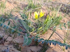 Astragalus longipetalus