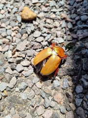 Anoplognathus viriditarsis