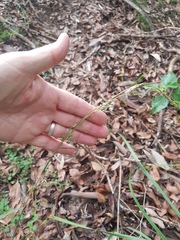 Cymbopogon refractus