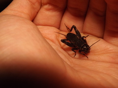 Gryllidae