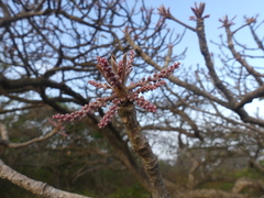 Terminalia bellirica