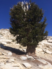 Pinus balfouriana
