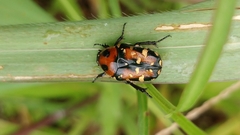 Gametis versicolor