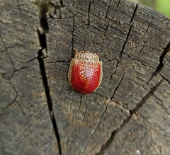 Paropsis dilatata