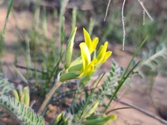 Astragalus longipetalus