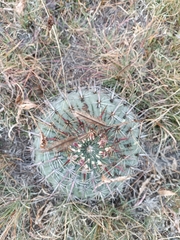 Ferocactus macrodiscus