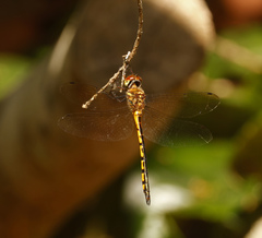 Hemicordulia continentalis