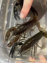 Cherax depressus