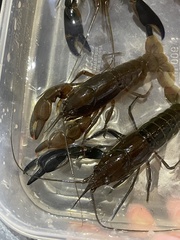 Cherax depressus