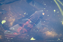 Astronotus ocellatus