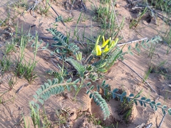 Astragalus longipetalus