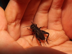 Gryllidae