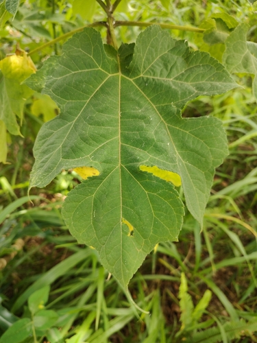 Montanoa hibiscifolia