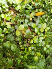 Metrosideros fulgens