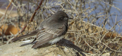 Sayornis nigricans
