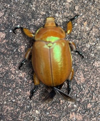 Anoplognathus viriditarsis