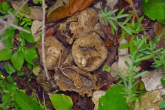 Scleroderma polyrhizum