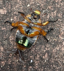 Anoplognathus viriditarsis