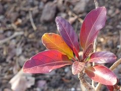 Terminalia bellirica