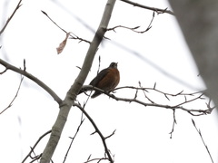 Turdus migratorius