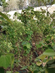 Triumfetta rhomboidea