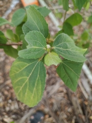 Triumfetta rhomboidea