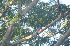 Trogon elegans